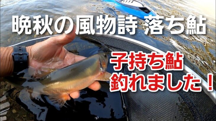 NO59   落ち鮎釣りで子持ち鮎釣れました！【午前の部】
