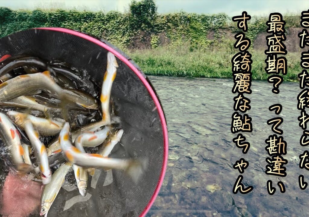 後半の鮎なのにメチャクチャ綺麗😍