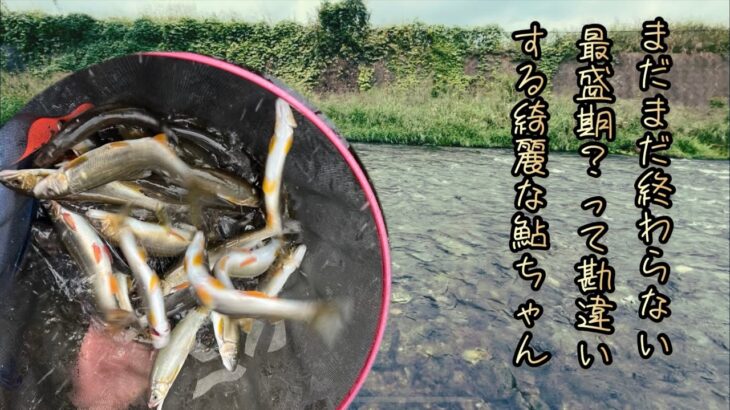 後半の鮎なのにメチャクチャ綺麗😍