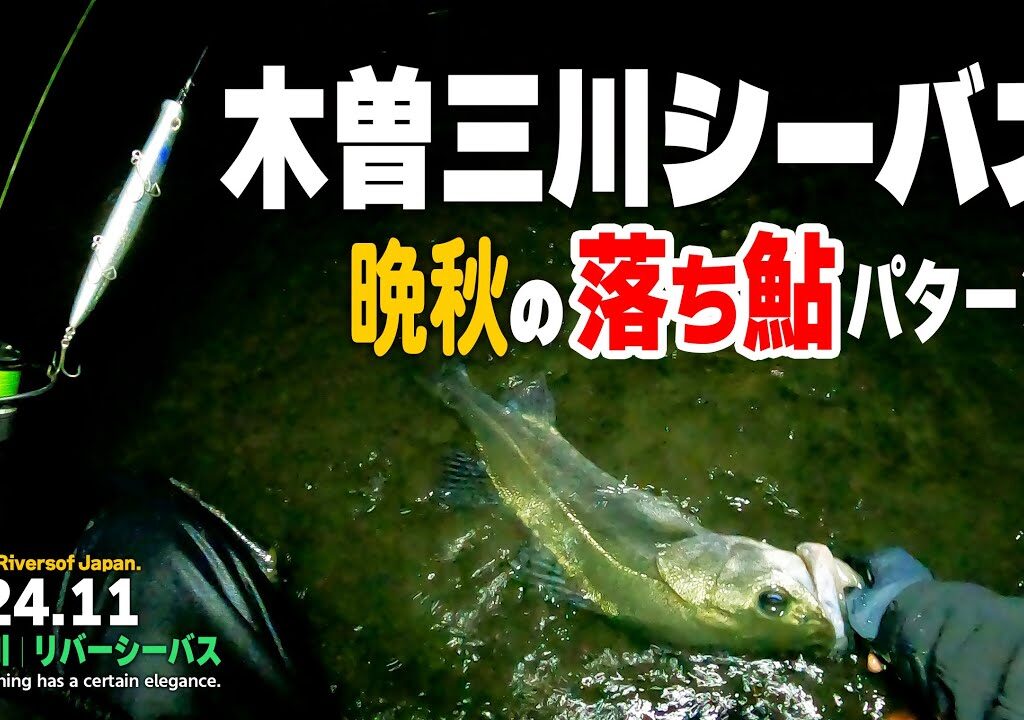 木曽三川で落ち鮎パターンに挑む!!／晩秋のリバーシーバスを攻略する！