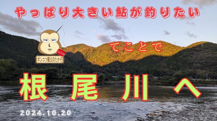 「鮎釣り」　やはり大きい鮎が釣りたくて根尾川へ