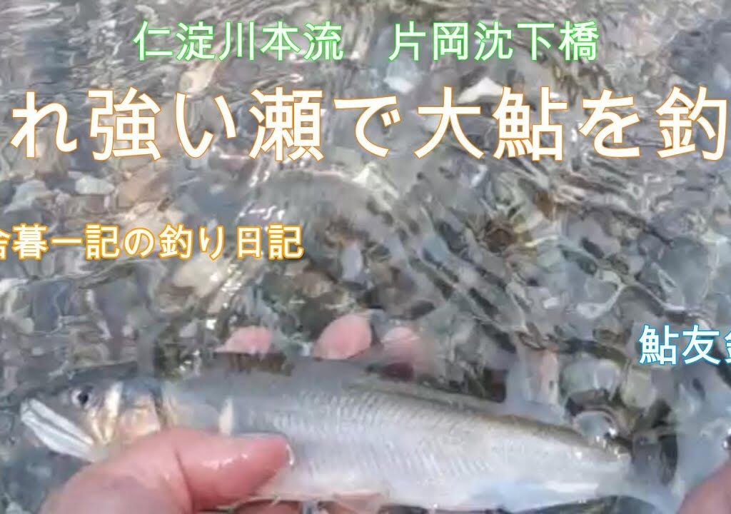 流れ強い瀬で鮎を釣る！/ 田舎暮一記 釣り日記