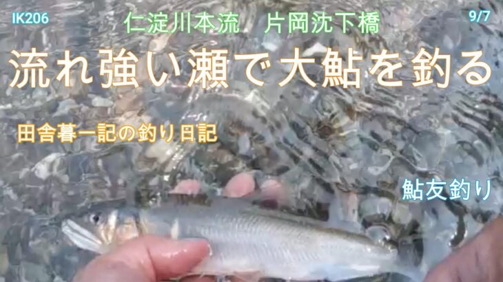 流れ強い瀬で鮎を釣る！/ 田舎暮一記 釣り日記