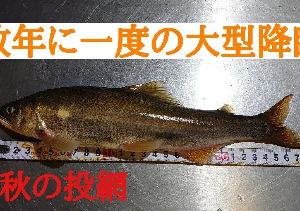 晩秋の投網　最後に夜の釣果発表