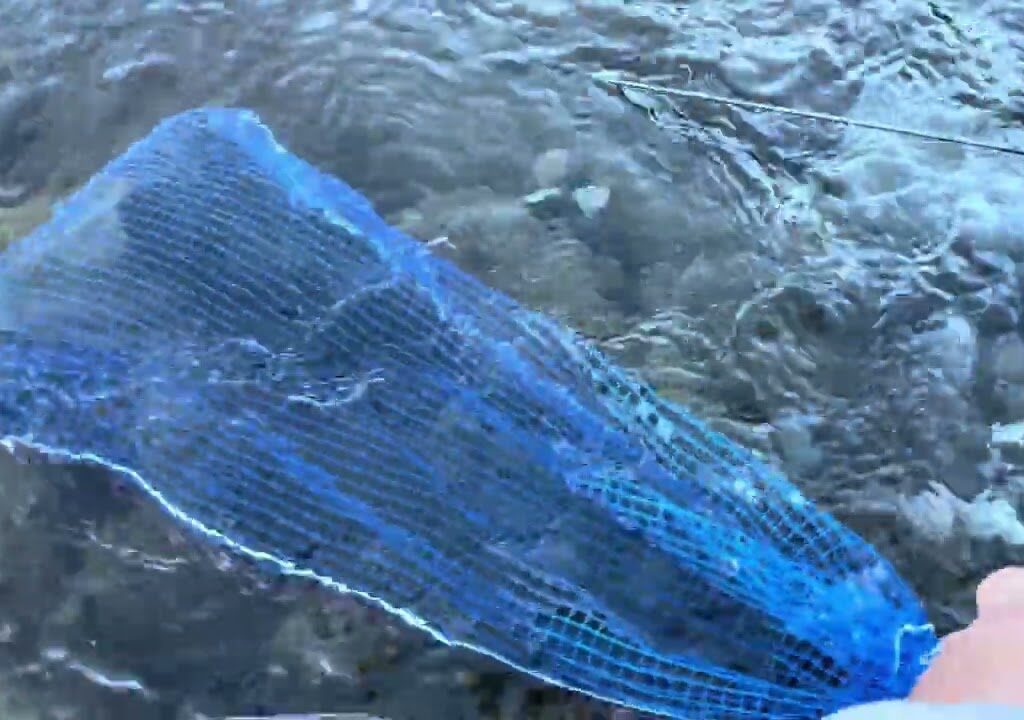 【管釣り　奥多摩】奥多摩フィッシングセンターへ。虹鱒ははポロポロと…