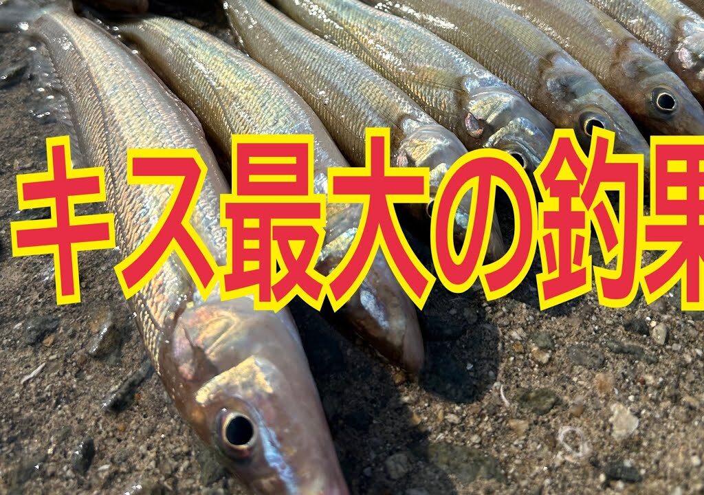 ★★びっくりキス最大の釣果になった★★