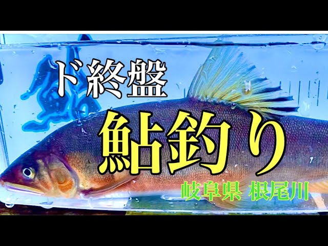 【鮎釣り】ラスト釣行になるのか！？寒さに負けるな！！