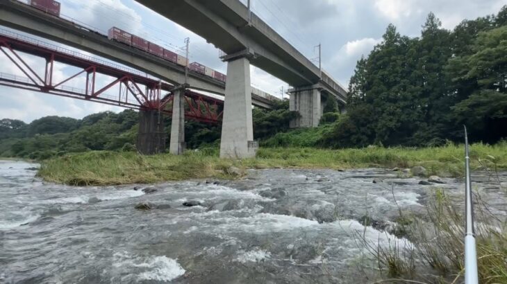 那珂川黒磯地区で後半戦の鮎釣り