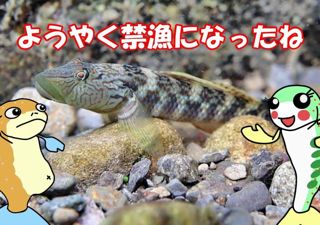 渓流釣りの禁漁を喜ぶイワナとアマゴが鮎とヨシノボリの水中観察 　#遊渓　#静岡県
