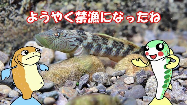渓流釣りの禁漁を喜ぶイワナとアマゴが鮎とヨシノボリの水中観察 　#遊渓　#静岡県
