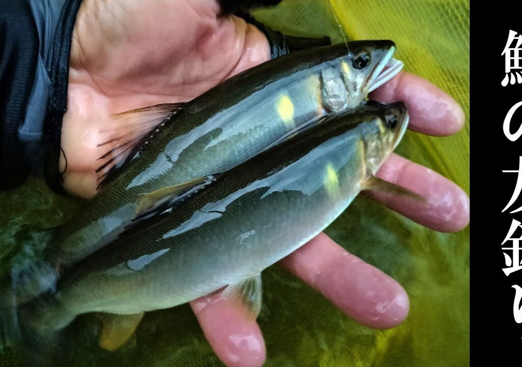 鮎釣り　プラス10尾のためにするべき３つのこと【初心者必見】