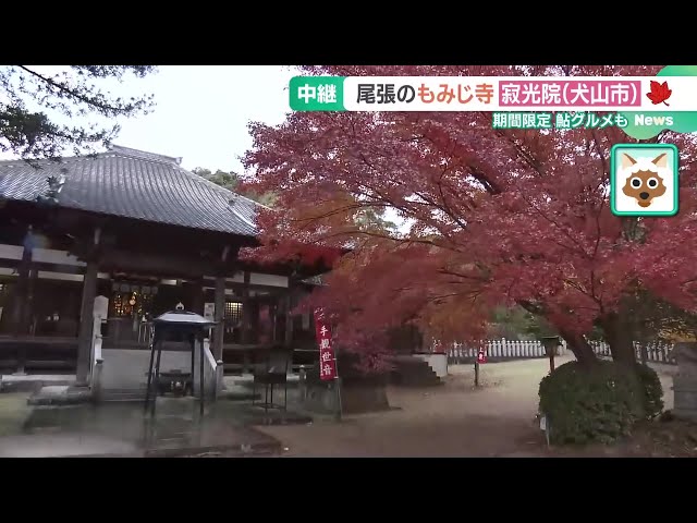【最新の紅葉情報】「尾張のもみじでら」愛知・犬山市の寂光院で1000本のモミジ見頃　期間限定の鮎グルメも