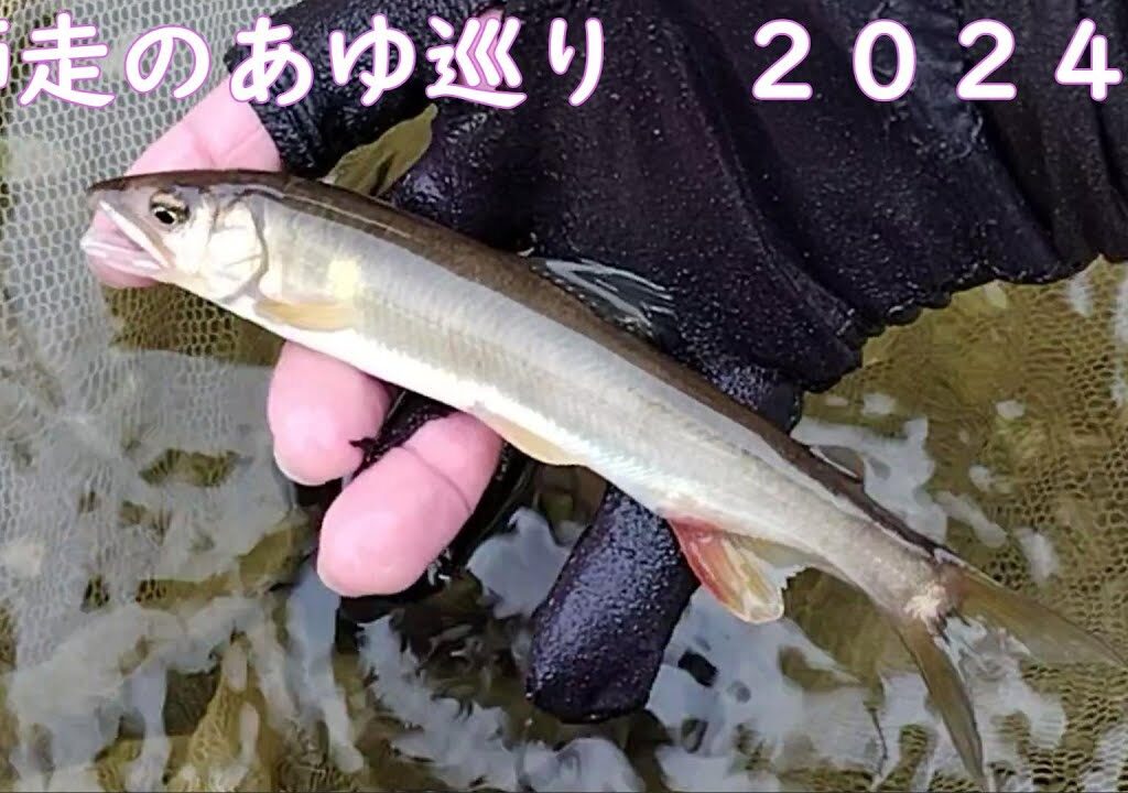あゆ狂い〔2024：冬の陣〕 12 7