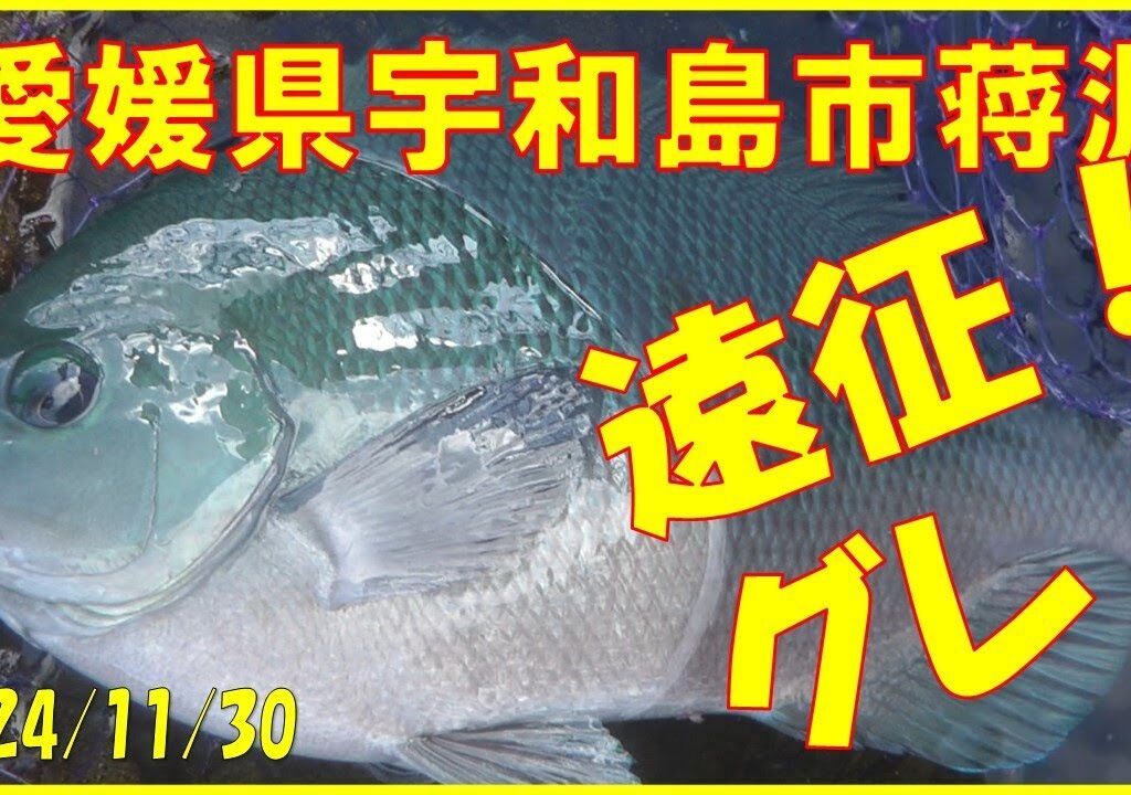 2024/11/30 愛媛県宇和島市蒋淵  (浜崎渡船)【遠征グレ釣り】釣れたらいいね！なんちゃんチャンネル