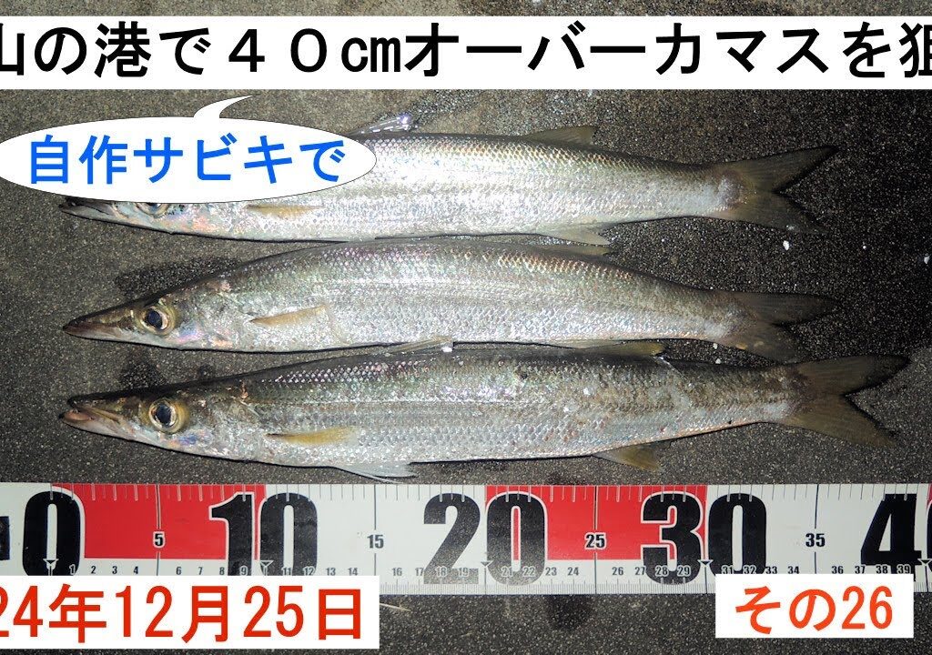 2024年12月25日 富山の港で自作サビキで40cmオーバーカマスを狙う その26 惜しい