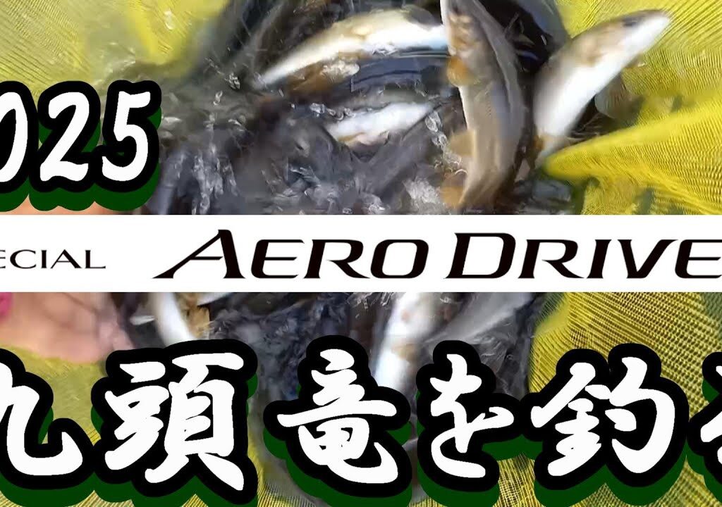 鮎釣り 鮎釣り 2025新製品エアロドライバー 9月24日 10cm渇水垢くされぎみ 飯島 九頭竜川 2024年