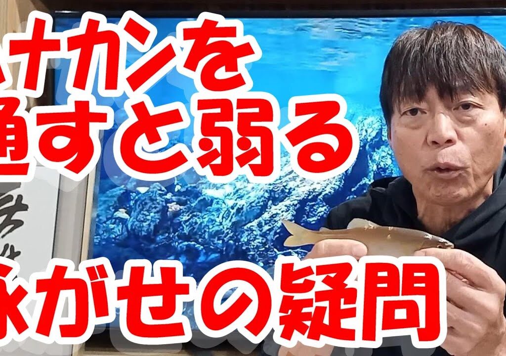 鮎釣り A-3 2024年12月28日 質問はこちらから  https://youtu.be/8yRHBYkqfmk