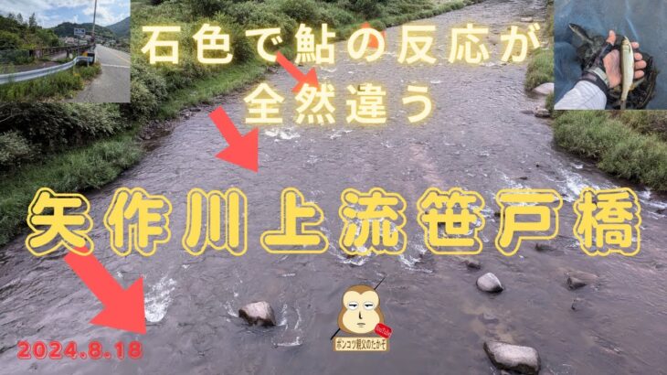 「鮎釣り」「入れ掛かり」石の色で鮎の反応が全然違う！！