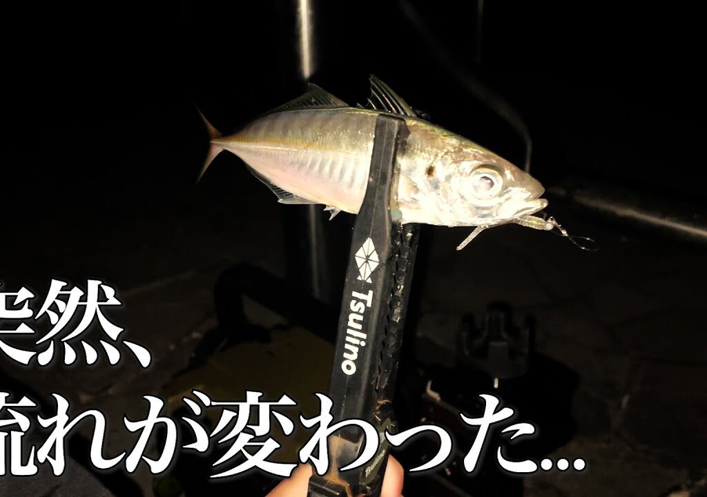 初めての浜名湖アジングで奇跡が起こりました