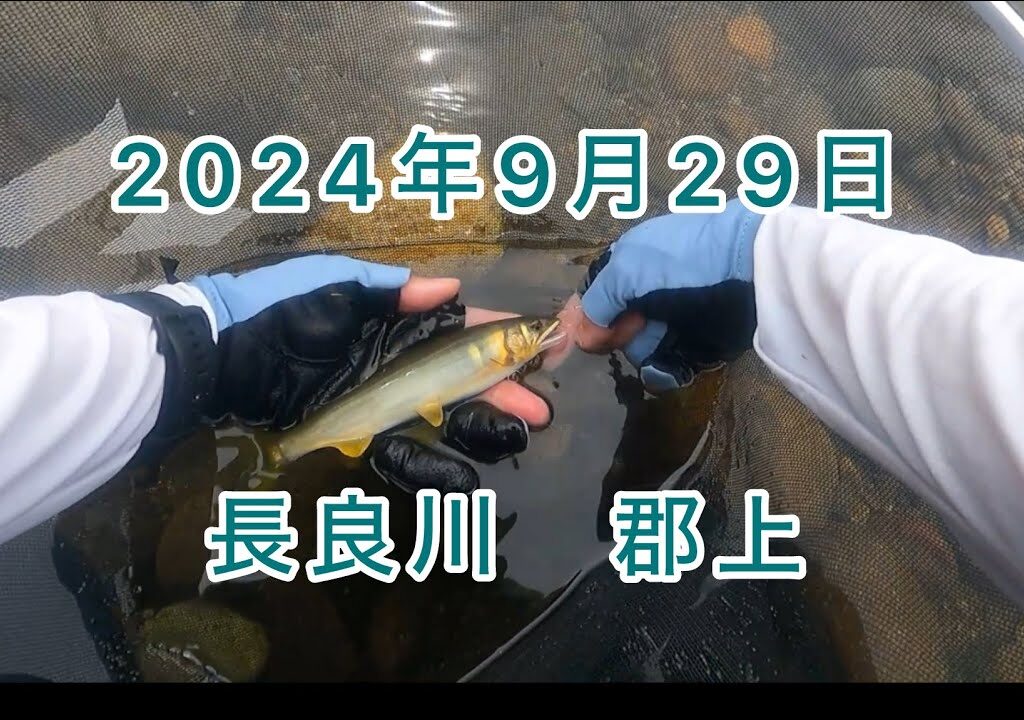 【鮎釣り】９月最後の釣行🎣シーズン納竿はまだ早い！！