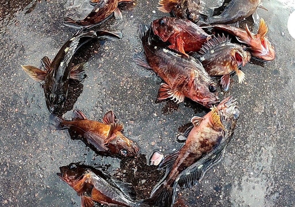 2025年初釣りはお手軽なアレ🎣