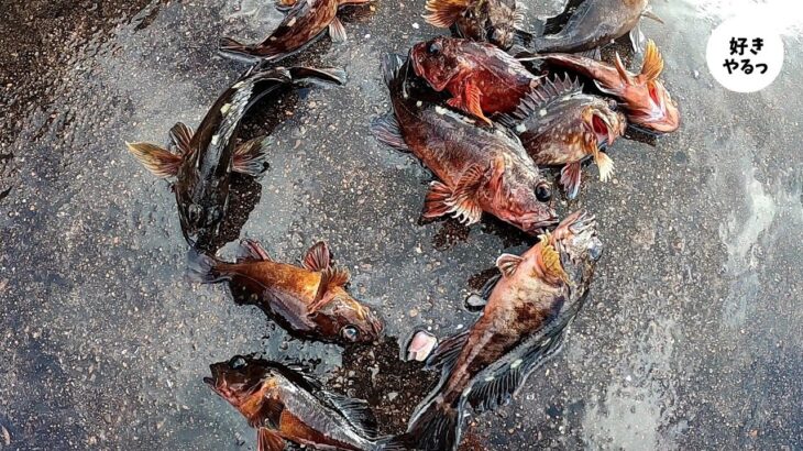 2025年初釣りはお手軽なアレ🎣