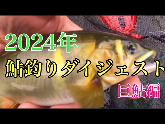 【鮎釣り】2025年ですが…2024年鮎釣りを振り返る　巨鮎編