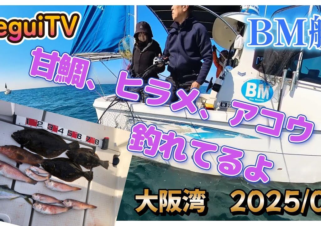 【入れ食いTV】BM艇今年は真冬からノリノリ、甘鯛釣りに行ったのにアコウとヒラメ盛りだくさん　https://youtu.be/shJ4GE18Lnk　ireguiTV