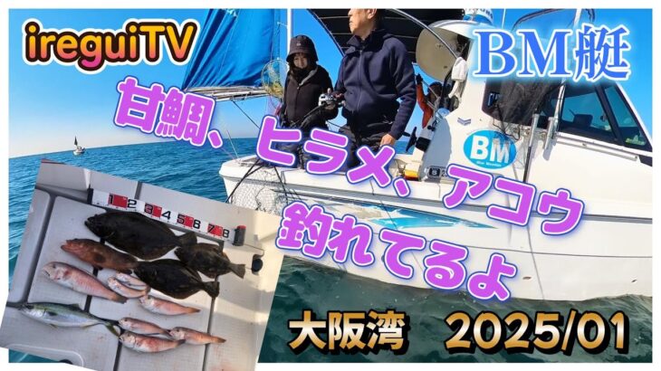 【入れ食いTV】BM艇今年は真冬からノリノリ、甘鯛釣りに行ったのにアコウとヒラメ盛りだくさん　https://youtu.be/shJ4GE18Lnk　ireguiTV