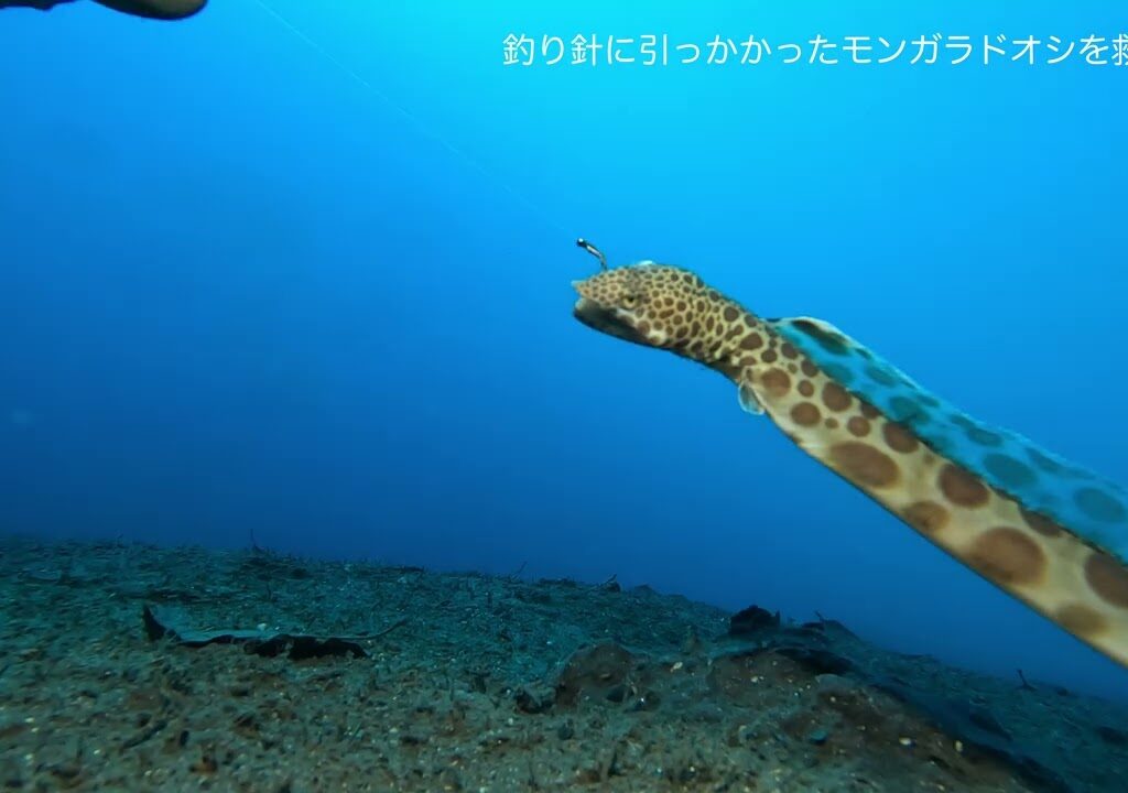【海洋環境】釣り針に引っかかり糸ごと放棄されたモンガラドオシ救出作戦の顛末はいかに・・