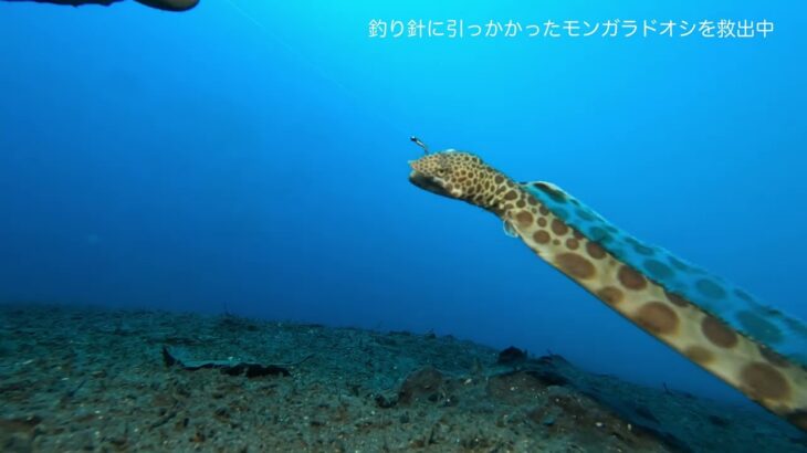 【海洋環境】釣り針に引っかかり糸ごと放棄されたモンガラドオシ救出作戦の顛末はいかに・・