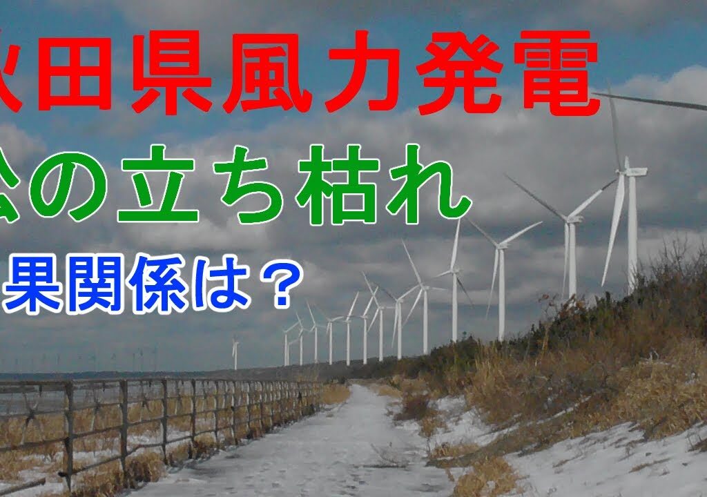 風力発電と松の立ち枯れの因果関係が疑われる件【秋田県知事選出馬します】