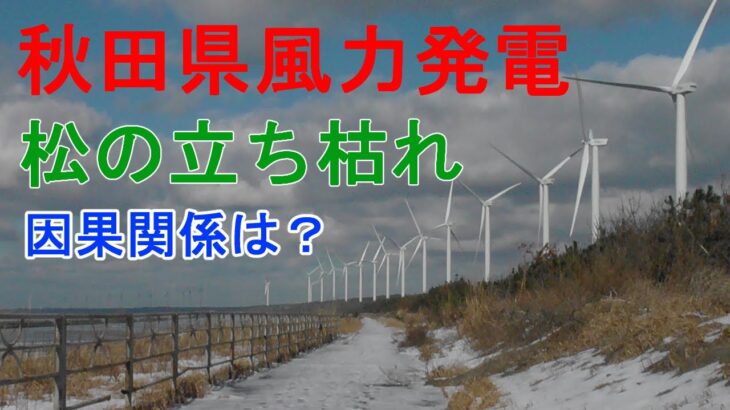 風力発電と松の立ち枯れの因果関係が疑われる件【秋田県知事選出馬します】