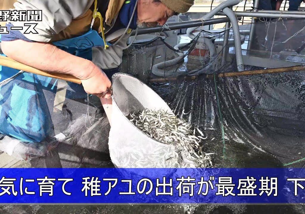 元気に育て 稚アユの出荷が最盛期 下野