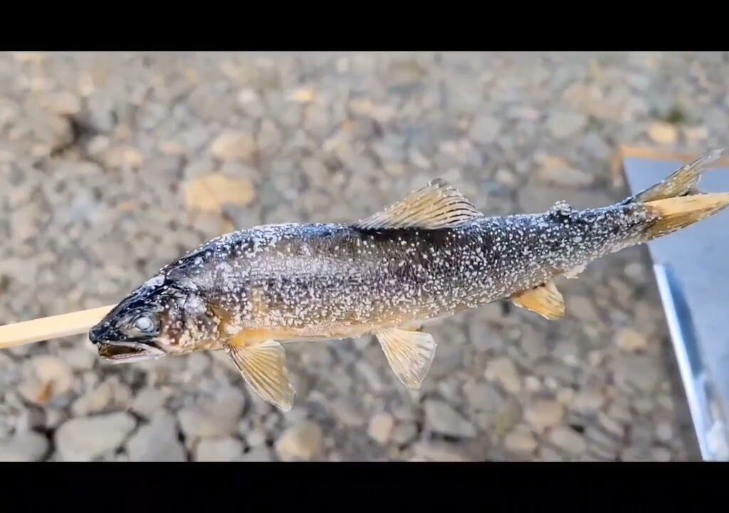 ２０２４年７月・８月鮎釣り🎣　　　桂川・魚野川