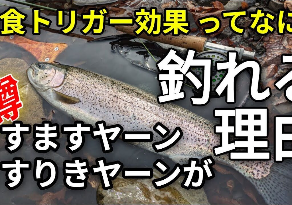 フライフィッシング【釣れる！ますますヤーン　ますりきヤーン】グルグル系フライマテリアル／管理釣り場／鱒々屋／捕食トリガー効果