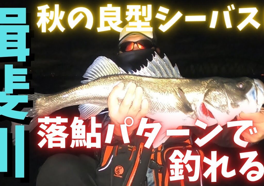 【シーバス】秋は落ち鮎パターンで腹パンシーバスが釣れる！！