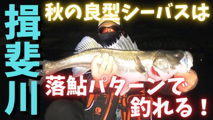 【シーバス】秋は落ち鮎パターンで腹パンシーバスが釣れる！！