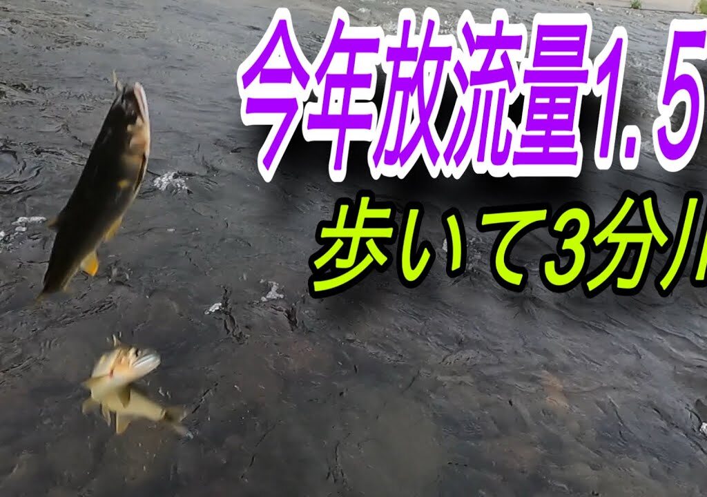 今年放流量1.５倍予定！朝練をしてみた