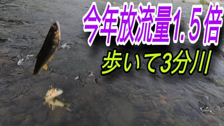 今年放流量1.５倍予定！朝練をしてみた