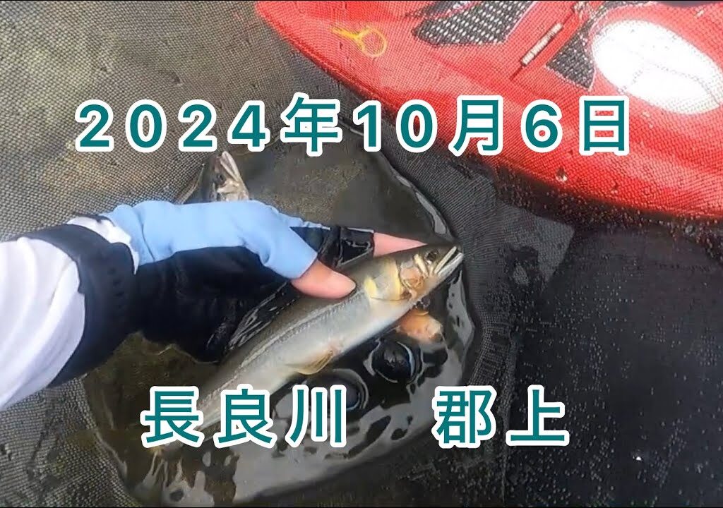 【鮎釣り】もう10月！？節落ちトラブル⚠️と川の…主？？