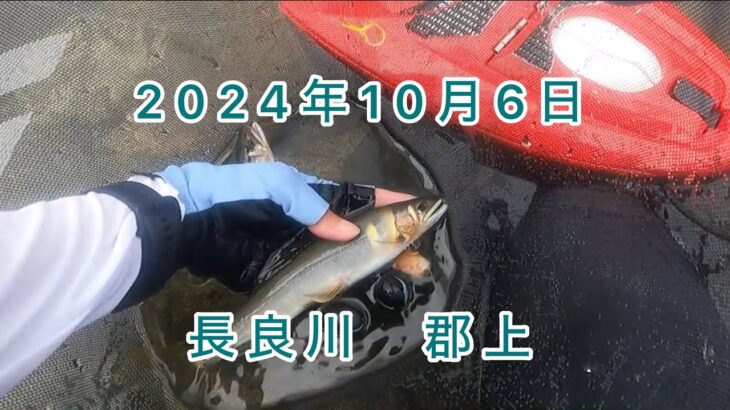 【鮎釣り】もう10月！？節落ちトラブル⚠️と川の…主？？