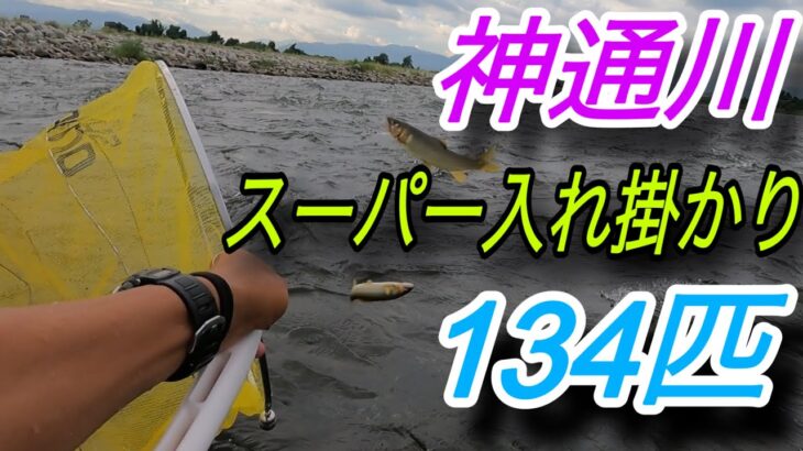 スーパー入れ掛かり134匹　神通川