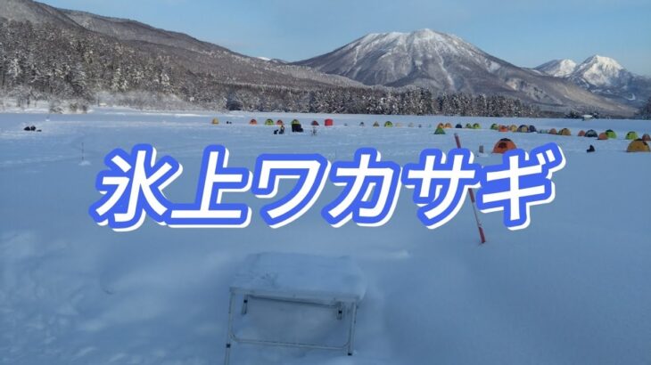 【ワカサギ釣り】2年ぶりにオープンした霊仙寺湖氷上ワカサギで当たりを拾うのに苦戦しました