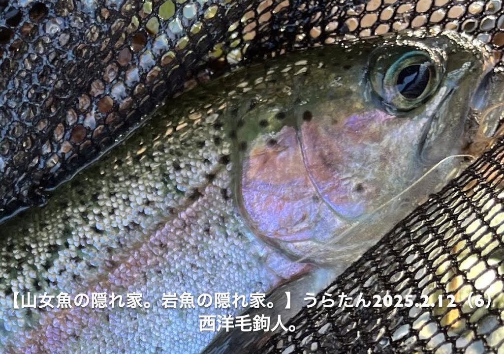 【山女魚の隠れ家。岩魚の隠れ家。】うらたん2025 2 12（6）