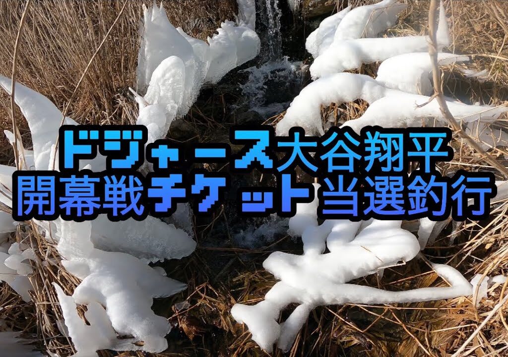 【2025渓流釣り解禁】ドジャース大谷翔平東京ドーム開幕戦チケット当選釣行！！