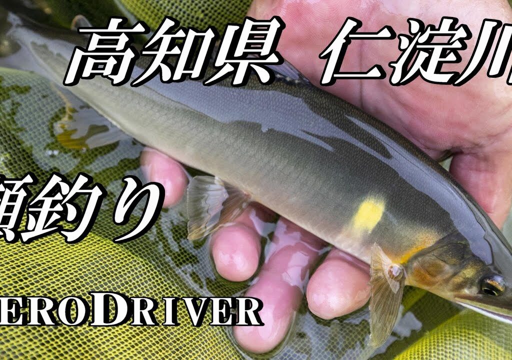 【2025鮎釣り】仁淀川 出来地の瀬 エアロドライバーＨ90で瀬釣り