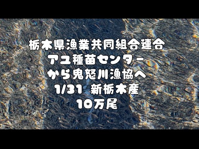 2025.1.31 栃木県漁業協同組合連合アユ種苗センターから0.7gの稚鮎たち10万尾を喜楽養魚場へ池入れ