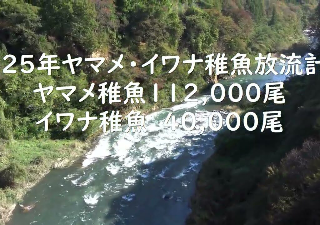 群馬県渓流釣り情報　2025.2.12　吾妻漁協　放流予定情報　最新情報