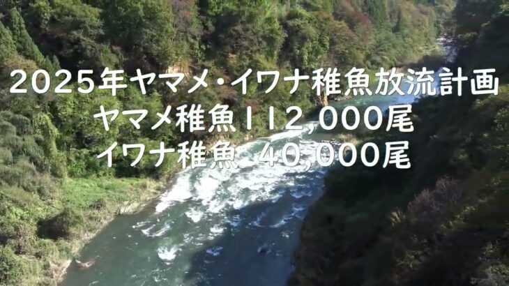 群馬県渓流釣り情報　2025.2.12　吾妻漁協　放流予定情報　最新情報